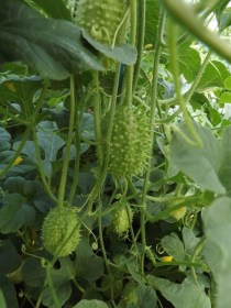 Nyugat-indiai uborka - Uborka ritkaságok az Egzotikus Növények Stúdiója kínálatában